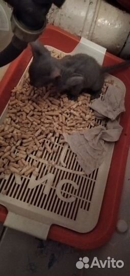 Котята Сфинксики