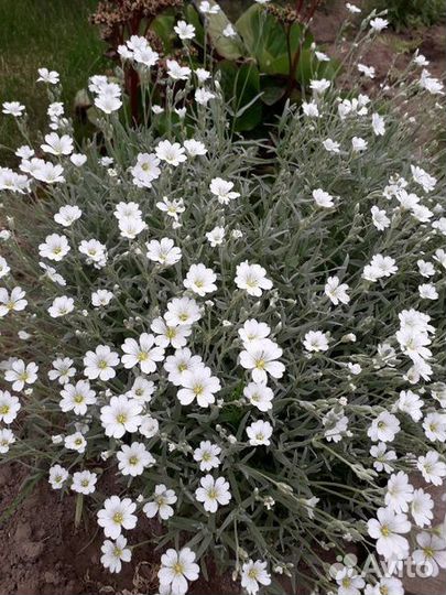 Цветы для дачи, сада, ясколка, яснотка, гвоздика