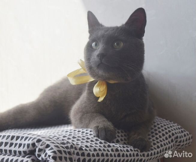 Кот породы русская голубая