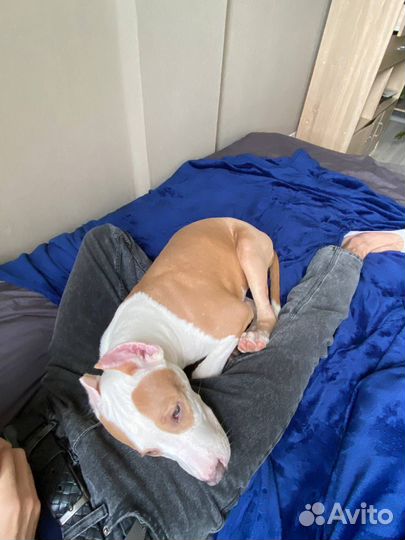 Собака амстафф