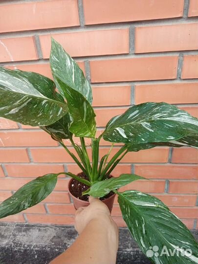 Спатифиллум