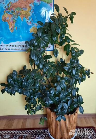 Фикус каучуконосный