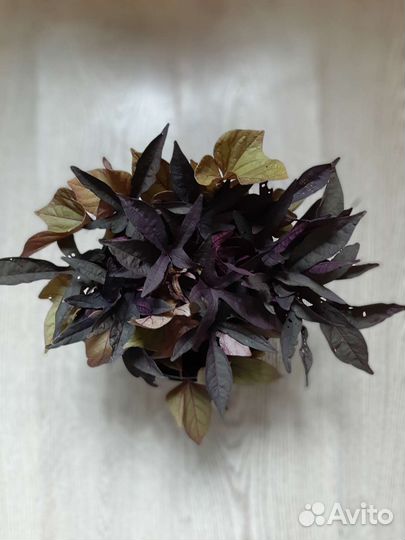 Ипомея Батат