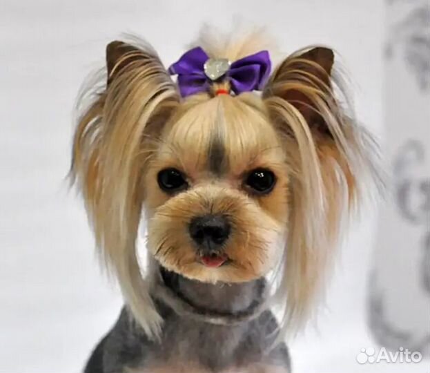 Стрижки, груминг, стрижка, уход за собаками