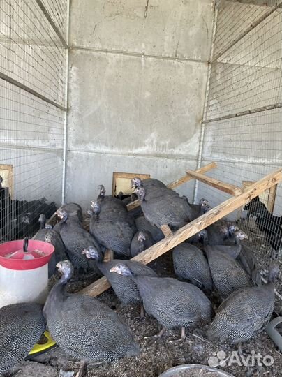 Цесарка подрощеная (бройлерная)