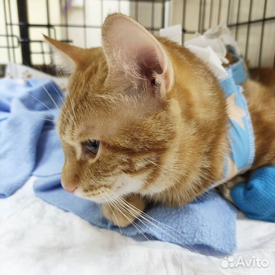 Ветеринар с выездом на дом. 24\7. г. Химки