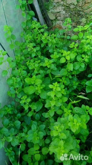 Марьин корень, Бадан почечный(монгольск. чай) и др