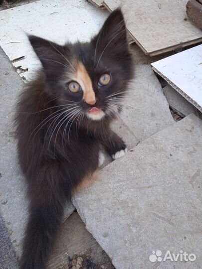 Милые котята