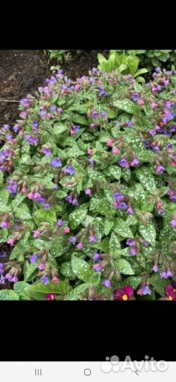 Астра, медуница