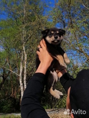 Щенок в добрые руки