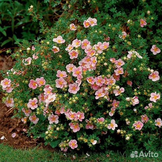 Декоративные кустарники