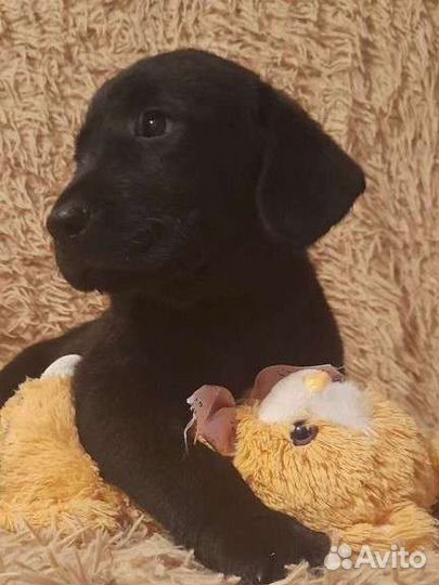 Щенки лабрадора
