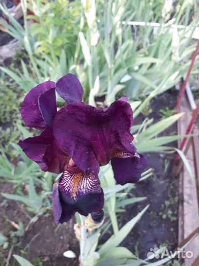 Ирисы сортовые и простые