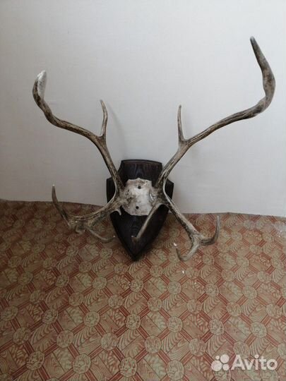 Рога оленя