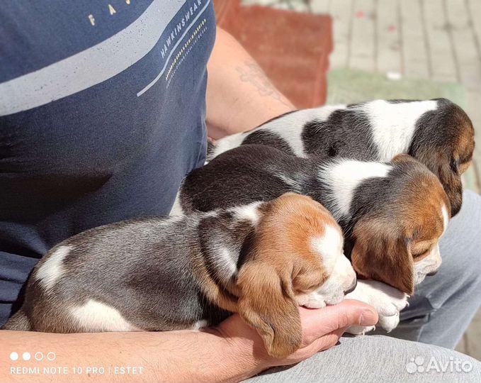 Щенки бигля