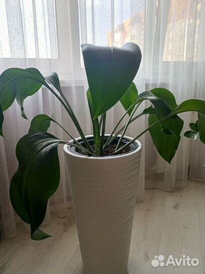 Эухарис (амазонская лилия)