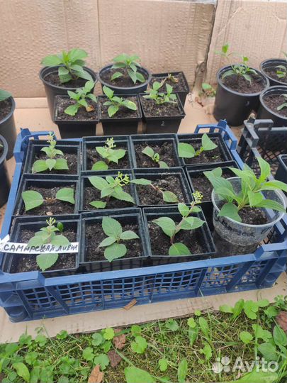 Гортензия самарская лидия