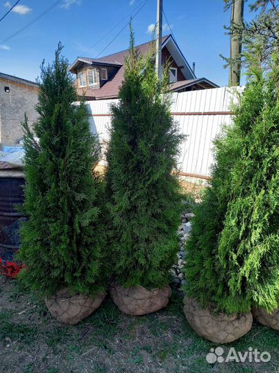 Туя западная смарагд