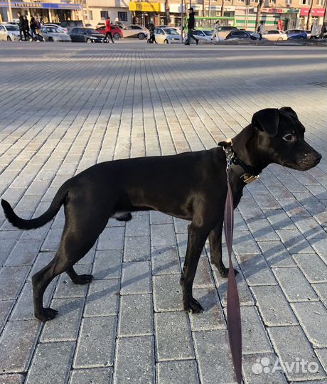 Патердейл в добрые руки