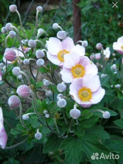 Хоста. Ландыши розовые. Анемона японская