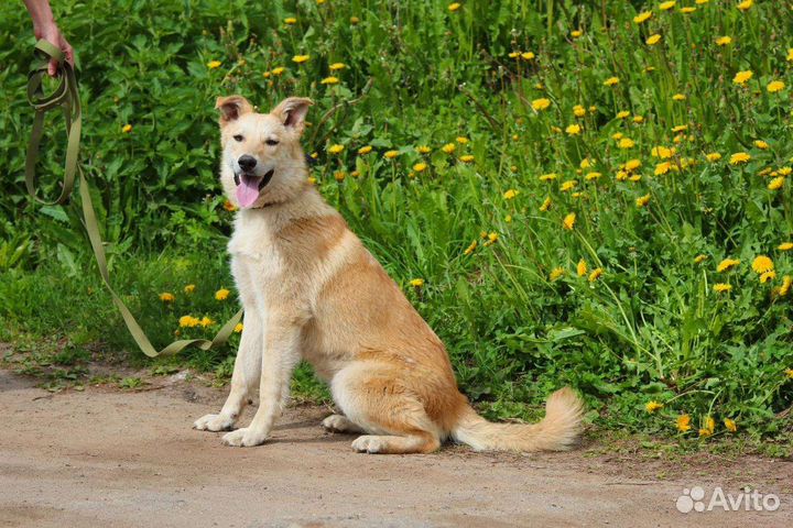 Синди ищет семью