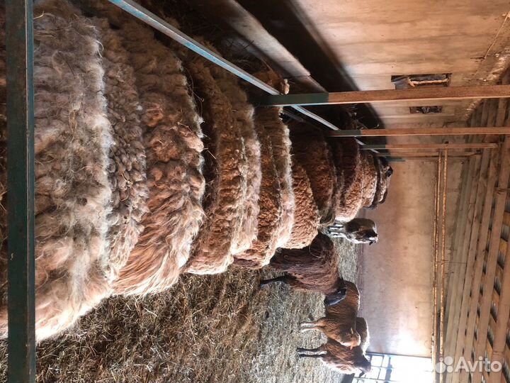 Живые бараны