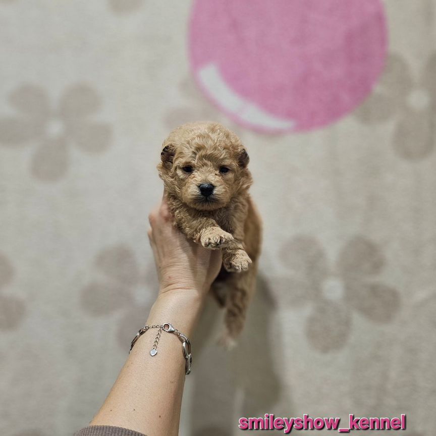 Тедди Maltipoo f1 мини, бронь