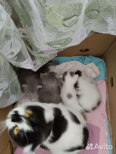 Котята отдам бесплатно