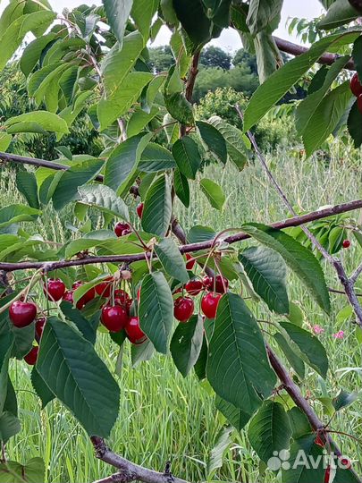 Продукты питания оптом