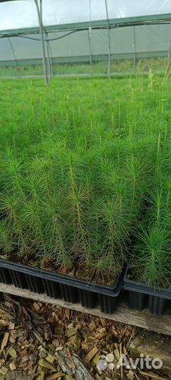 Сеянцы ели зкс оптом