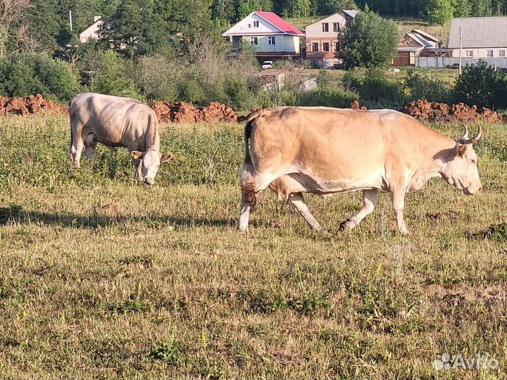 Коровы, быки