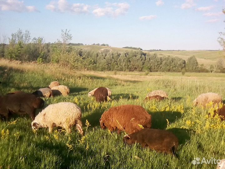 Продажа овец