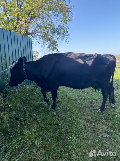 Продам корову