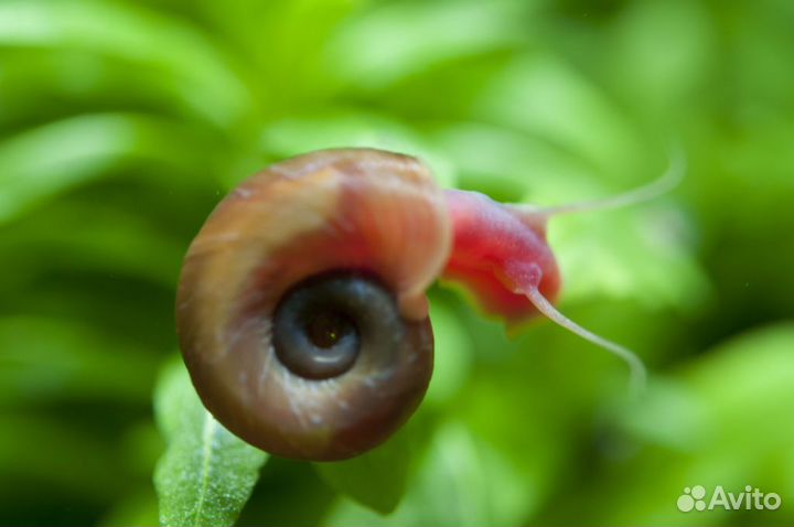 Отдам улиток катушек