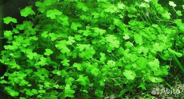 Аквариумные растения