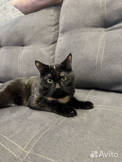 Кошка в добрые руки бесплатно