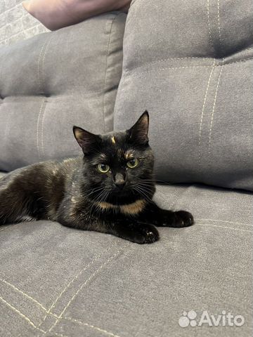 Кошка в добрые руки бесплатно