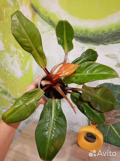 Филодендрон