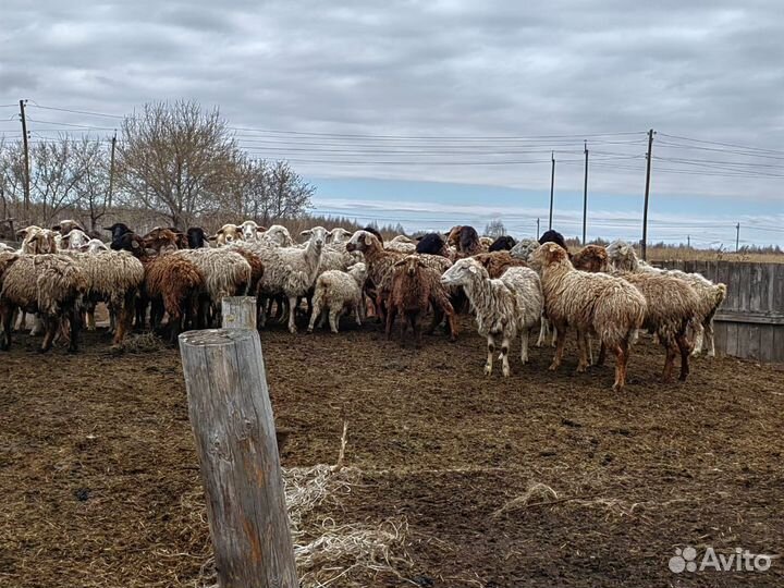 Овцы бараны