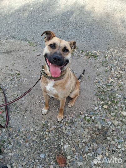 Молодая собака