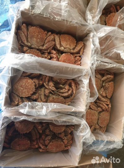 Краб Волосатик