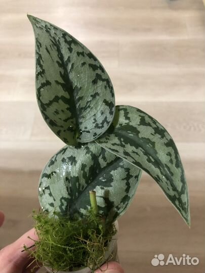 Сциндапсус