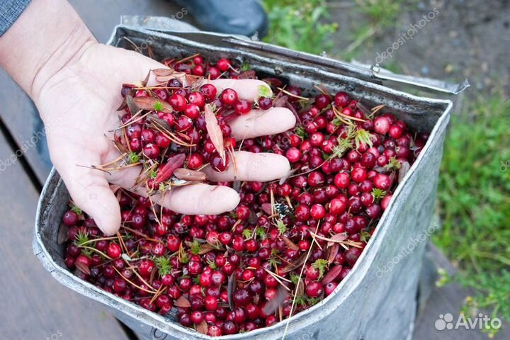 Клюква свежая чищенная, крупная с Архангельска