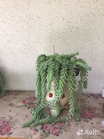 Композиция с кактусами и суккулентами, суккуленты