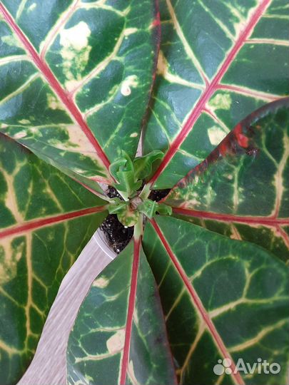 Кодиеум кротон Экселент