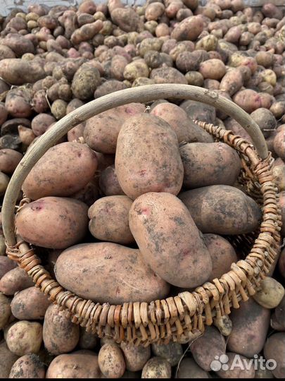 Продам картофель