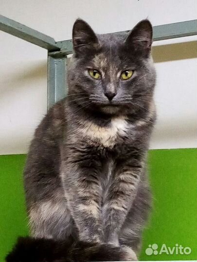 Кошка Мышка