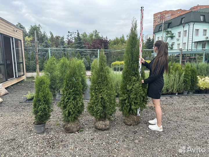 Туя смарагд