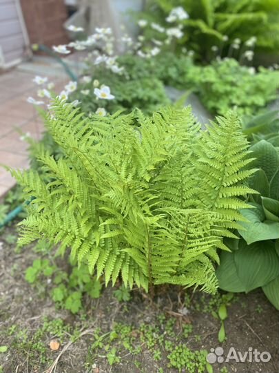 Хосты, папоротник