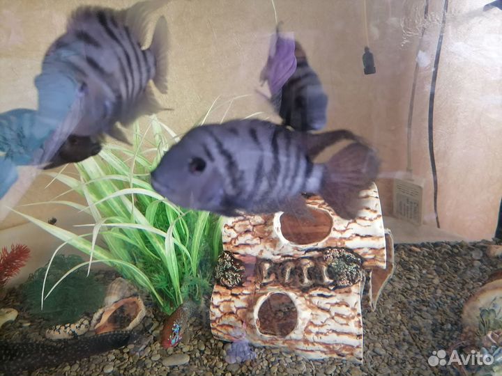 Цихлозома чернополосая